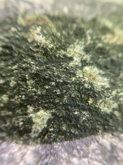 Lichenothelia