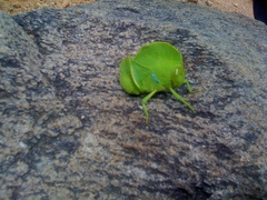 Teratodes monticollis