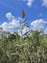 Phragmites australis