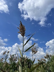 Phragmites australis