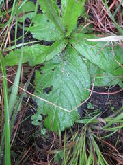 Berkheya rhapontica rhapontica