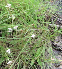 Habenaria rariflora