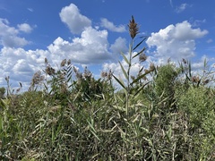 Phragmites australis