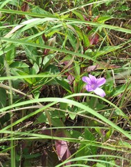 Barleria involucrata