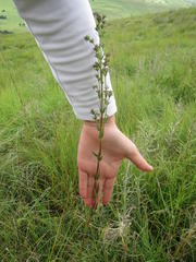 Galopina