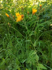 Crepis lyrata