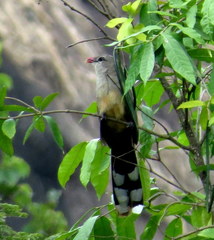 Taccocua leschenaultii