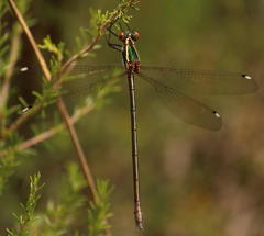 Chlorolestes draconicus