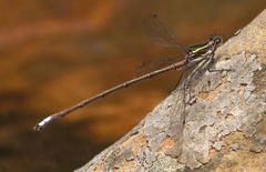 Chlorolestes draconicus