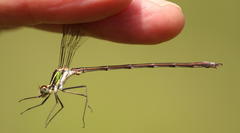 Chlorolestes draconicus