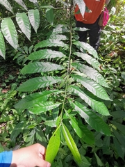 Elaeocarpus angustifolius