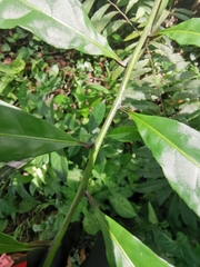 Elaeocarpus angustifolius