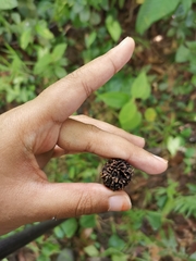 Elaeocarpus angustifolius