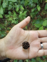 Elaeocarpus angustifolius