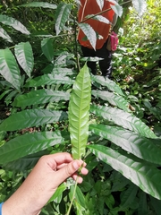 Elaeocarpus angustifolius