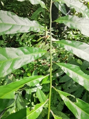 Elaeocarpus angustifolius