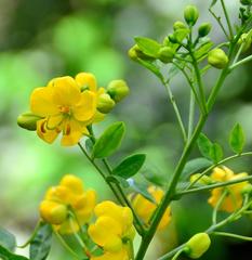Senna corymbosa