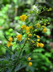 Senna corymbosa