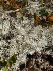 Media resource of Cladonia mitis