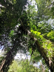 Elaeocarpus angustifolius