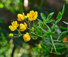 Senna corymbosa