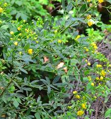 Senna corymbosa