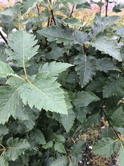 Scandosorbus
