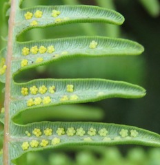 Dicranopteris flexuosa