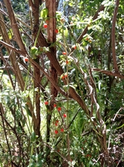 Galium hypocarpium