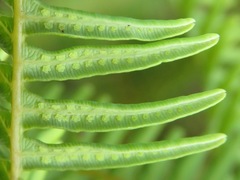 Dicranopteris flexuosa