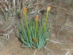 Bulbine narcissifolia