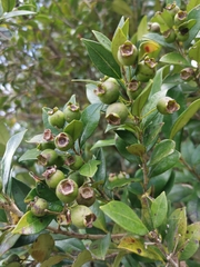 Myrceugenia planipes