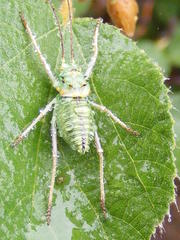 Acanthoplus discoidalis