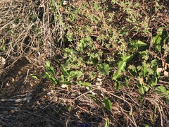 Arisarum simorrhinum