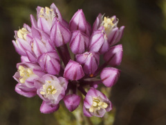Allium dregeanum