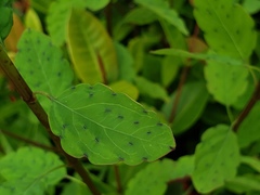 Porophyllum punctatum