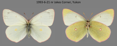 Colias gigantea