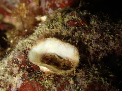 Bryopa aperta