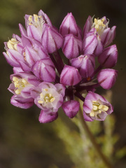Allium dregeanum