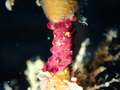 Alcyonium coralloides