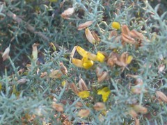 Ulex parviflorus parviflorus