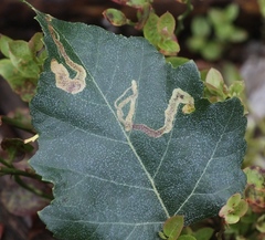 Agromyza alnibetulae
