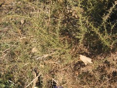 Ulex australis
