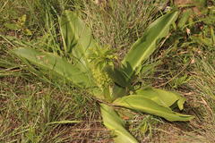 Eucomis autumnalis clavata