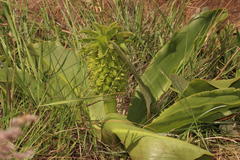 Eucomis autumnalis clavata