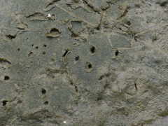 Cerithideopsis californica