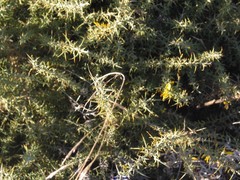 Ulex eriocladus