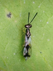 Trigonoderinae