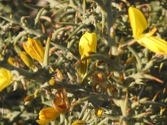 Ulex eriocladus