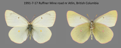 Colias gigantea